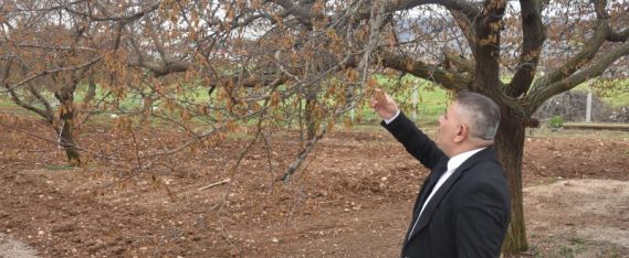 Sadıkoğlu: “Verilecek destekler sadece kayısıyı değil, şehrimizin geleceğini ilgilendiriyor”