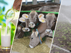 Tarımsal Destekleme Ödemeleri Hesaplara Yatmaya Başladı – Birlik Haber Ajansı