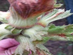 Zirai Don Hasar Ödemeleri Başlıyor – Birlik Haber Ajansı