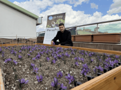 lkü Ocakları Genel Merkezi’nin Terasında Safran Hasadı!