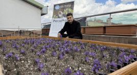 lkü Ocakları Genel Merkezi’nin Terasında Safran Hasadı!