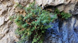 Malatya’nın Gizli Hazinesi: Şifa Saçan Bitki