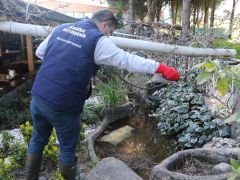 Manisa’da haşere mücadelesi başladı