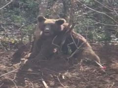 Kapana kısılan ayıyı jandarma kurtardı