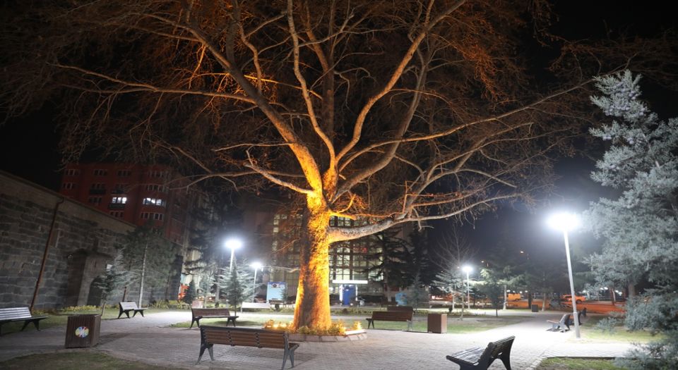 Kocasinan’ın asırlık çınarlarını belediye aydınlattı