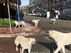 Siirt’te başıboş köpekler korkutuyor!