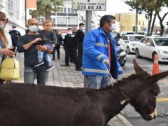 Aydın’da sıpa trafiği karıştırdı!