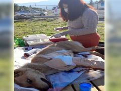 Denizli’de yaralı köpeğe Buldan Belediyesi sahip çıktı