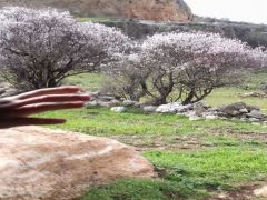 Mardin’de baharın habercisi badem çiçekleri açtı