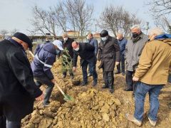 Rusya’dan sürgün edilenler anısına Kandıra’ya 300 zeytin fidanı