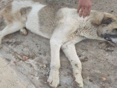 Siirt Belediyesi, aracın çarptığı köpek için seferber oldu