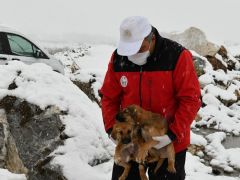 Bursa’da yavru köpekler donmaktan kurtarıldı