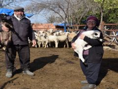 Koyun sevgisi taşınmalarına vesile oldu