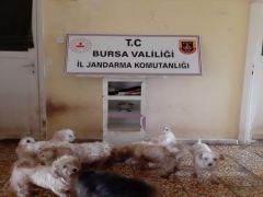 Bursa’da çiftliğe köpek baskını