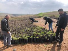 Siirt’te çiftçilere 60 bin adet tüplü bıttım fidanı dağıtılacak