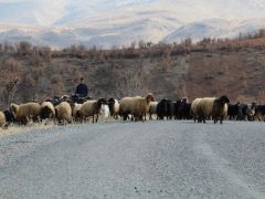 Siirt’in göçebelerinin zor yaşamı