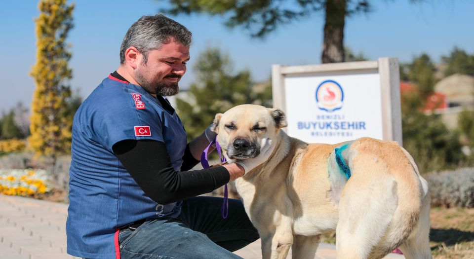 Denizli’de köpeğin vücudundaki tümör ameliyatla alındı