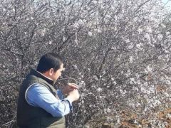 Kilis’te badem ağaçları çiçek açtı