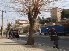 Mardin’de budama çalışmaları başladı