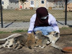 Annesiz kalan 7 yavru köpeği başka köpek sahiplendi